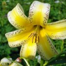 Top Quality Pack of 10 Seeds New Arrival Magnolia Salicifolia Anise Magnolia,