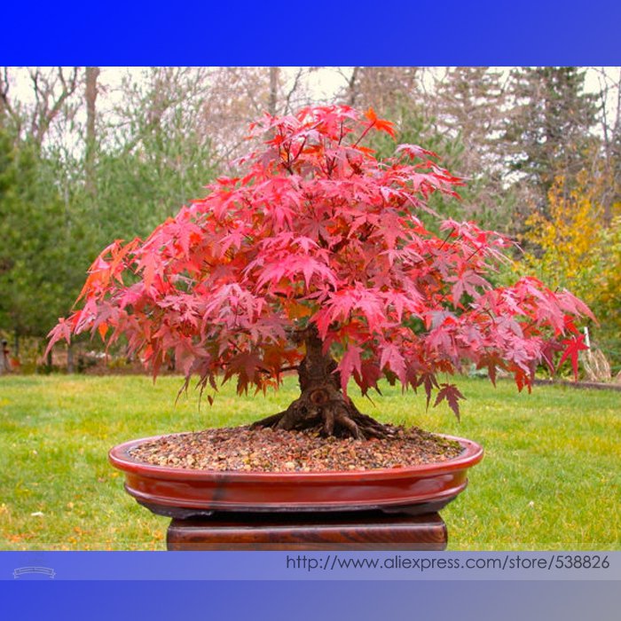 Office Decor Japanese Red Maple Hybrid Bonsai Professional 20 / Your Own Tree...