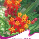 Caesalpinia Pulcherrima 30 / Annual Seeds, Original Pack, Seeds Garden