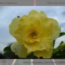 1 Professional 2 / Adenium Obesum YELLOW Desert Rose Pack, seeds Varieg...
