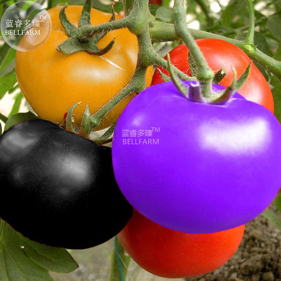 Rainbow / Black Elephant Seeds