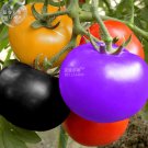 Rainbow / Black Elephant Seeds