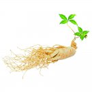 Chinese/korean Panax Asian Fresh for 10PCS Ginseng Seeds Planting