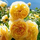 Rare Yellow Rose 20 multiflora perennial Climbing Seeds, fragrant
