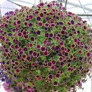 Petunia Rare 200 Professional black eye purple with white Hanging Se...