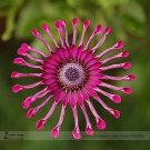 Rare Heirloom 'Power Spider' Purple Chrysanthemum Professional 100 / Mosquito...