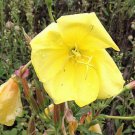 Pack of 10 Seeds Alcea Rosea Subsp. Hot Sale Ficifolia Fig Leaf Hollyhock, -