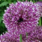 Allium Jesdianum 'Michael Hoog', - Bestselling Pack of 10 Seeds Best Seller