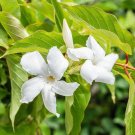 Must Have Bestselling Coffea Arabica Gesha, Pack of 10 Seeds (1955)