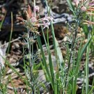 Fresh Stock Pack of 10 Seeds Premium Lewisia Columbiana Columbian