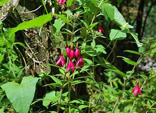 Passiflora Alata Winged-Stem Pack of Popular Pick 5 Seeds Passion Flower, -