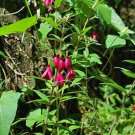 Passiflora Alata Winged-Stem Pack of Popular Pick 5 Seeds Passion Flower, -