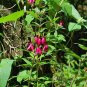 Passiflora Alata Winged-Stem Pack of Popular Pick 5 Seeds Passion Flower, -