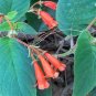 Highly Rated Limited Edition Zamia Furfuracea Cardboard Palm, Pack of 5 Seeds