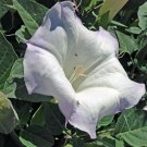 Rare Find Cornus Kousa Dogwood, - Hot Sale Pack of 10 Seeds