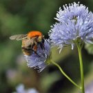 Boechera Pulchra Beautiful Pack of 50 Seeds Rockcress, - Special Offer Hot Sale
