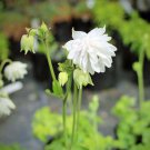 Pack of 10 Seeds Allium Cratericola Crater Lake Onion, - Bestselling Rare Find