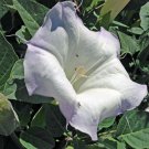 Rare Find Cornus Kousa Dogwood, - Hot Sale Pack of 10 Seeds