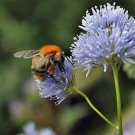 Boechera Pulchra Beautiful Pack of 50 Seeds Rockcress, - Special Offer Hot Sale