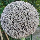 Citrus Crassifolia Round Meiwa Pack of Collector's Choice 10 Seeds Or Sweet