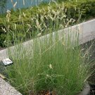 Pack of 10 Seeds Geum Triflorum Prairie Smoke, - New Arrival Discounted