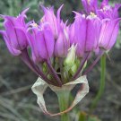Sale Best Seller Special Offer Lupinus Texensis Alamo Fire Bluebonnet,