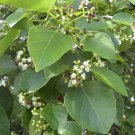 Premium Pack of 5 Seeds Best Seller Magnolia Macclurei Fragrant Magnolia,