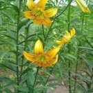 Phormium Tenax Pack of 20 Seeds Rainbow Stripes, Bestselling