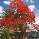 Offer Pack of 10 Seeds Solanum Aethiopicum African Eggplant, - Limited