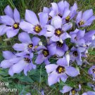 Bestselling Exclusive Allium Cratericola Pack of 10 Seeds Crater Lake Onion,