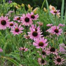 Hot Item Special Offer Penstemon Pack of 5 Seeds Grahamii Graham'S Penstemon,