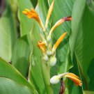 Canna Tuerckheimii Giant Pack of Limited Stock 5 Seeds Lily, - Premium