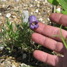 Must Have Imported Bestselling Oxytropis Pack of 10 Seeds Lambertii Lambert'S