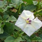 Pack of 10 Seeds Passiflora Subpeltata Rock Passionflower, - Special Offer