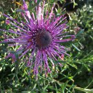 Seasonal Favorite Pack of 20 Seeds Top Quality Podranea Ricasoliana Pink