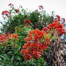 Pack of 100 Seeds New Arrival Premium Trifolium Alexandrinum Egyptian Clover,