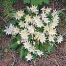 Locally Grown Limited Edition Premium Collector's Choice Allium Fistulosum