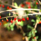 of 20 Seeds Special Offer Artemisia Arctica Ssp. Saxicola Arctic Wormwood,