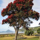 Momordica Charantia Bitter Melon, - Top Quality Pack of 10 Seeds Limited Stock