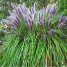 New Arrival Murraya Paniculata Short Highly Rated Variety, Pack of 5 Seeds (772)