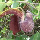 Best Seller Pack of 50 Seeds Pittosporum Tobira Japanese Pittosporum, - Premium