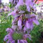 Imported Sequoia Sempervirens Coast Redwood, - Top Quality Pack of 10