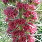 Festuca Idahoensis Idaho Fescue, - Limited Edition Hot Sale Pack of 250 Seeds
