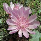 Pack of 5 Seeds Top Premium Quality Musa Itinerans Burmese Blue Banana,