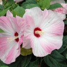 Sent From US Premium Hot Sale Oenothera Biennis Common Evening Primrose,