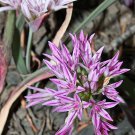 Highly Rated Pack of 10 Seeds Hot Sale Streptopus Amplexifolius Clasping