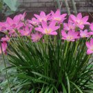 Exclusive Anemone Tuberosa Desert Anemone, Popular Pick Heirloom Seeds