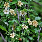 Pack of 10 Seeds Best Seller Discounted Magnolia Delavayi Delavay'S Magnolia,