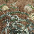 Pack of 500 Seeds Papaver Setigerum Pepperbox, - Special Offer Best Seller