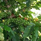 Discounted Protium Serratum Indian Frankincense, Pack of 10 Seeds